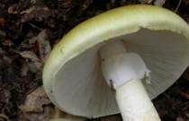 Cogumelo mortal mudou forma como se reproduz à medida que se espalha pelos EUA
