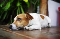 14 comportamentos comuns dos cachorros e seus significados