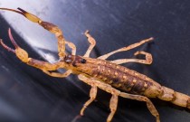 Escorpiões do Brasil: por que devemos nos preocupar com eles?