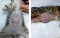 Hérnia em gatos pós-castração e outras cirurgias: O que fazer?