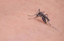 Equador liberará mosquitos estéreis em Galápagos