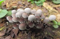 Quem são os cogumelos? Descubra 10 que são comestíveis e venenosos mortais!