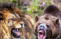 Leão vs urso: Quem vence essa batalha?
