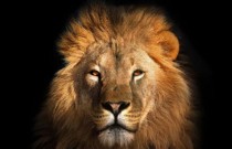 Conheça 25 filmes imperdíveis com leões