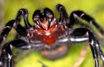 Aranhas mortais que podem sobreviver debaixo d’água estão se escondendo em piscinas
