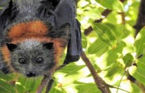 Descubra o maior morcego do mundo! a incrível raposa-voadora
