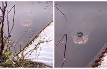 Assustador vídeo de um crocodilo emergindo na água