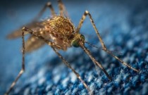 Mosquitos da malária estão expandindo seu território quase 3 milhas por ano
