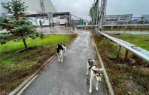Os cães de Chernobyl podem nos ensinar novos truques de sobrevivência?