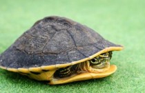 Uma tartaruga pode viver sem sua carapaça?