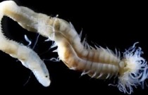 Vermes marinhos fantasmagóricos recém-descobertos parecem saídos do folclore japonês