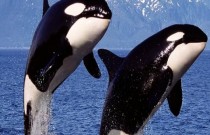 Descubra 5 fatos incríveis sobre as orcas