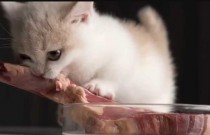 Alimentação natural para gatos: O que é permitido e o que é proibido