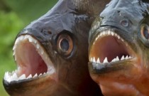 Ataque de piranhas deixa 8 feridos em Resort no Amazonas