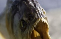 Piranhas atacam e ferem 8 turistas em resort