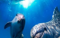 Descobrindo os segredos da comunicação dos golfinhos: Curiosidades fascinantes