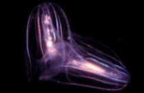 Água-viva ‘alienígena’ tem sistema nervoso jamais visto