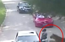 Mulher é arrastada por tigre em safári na China