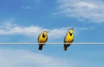 Afinal, por que os pássaros não tomam choque ao ficar nos fios dos postes?