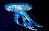 Descubra o único animal imortal do planeta! Uma água-viva programada para não morrer