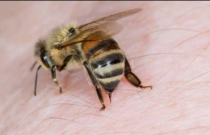 Por que uma abelha morre logo após picar você?