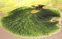 Descubra a lesma-do-mar Elysia chlorotica que incorpora genes de alga para fotossíntese