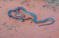 De dentro de outra cobra, serpente faz luta desesperada pela sobrevivência