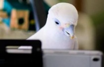 Uma encantadora pesquisa mostra que papagaios adoram bater papo por vídeo com seus amigos