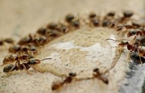 Por que as formigas correição andam em círculos até a morte?