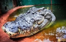 O maior crocodilo em cativeiro do mundo completa 120 anos