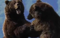 Dois Gigantescos Ursos Lutam Ferozmente no Alasca