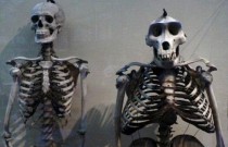 Semelhanças entre esqueletos humanos e de gorilas