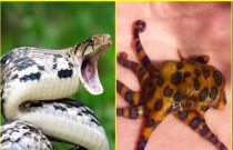 Descubra os 5 animais mais venenosos do mundo