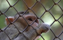 Comércio ilegal de macacos pode desencadear a próxima pandemia, alerta estudo