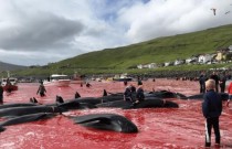 O massacre anual de baleias e golfinhos nas Ilhas Faroé