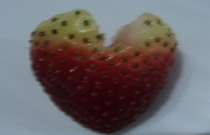 Trufa simples feita com a fruta