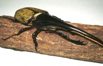 Descubra o besouro Hércules: o inseto mais forte do mundo!