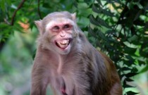Macacos machos em uma pequena ilha fazem muito mais sexo entre si do que com fêmeas
