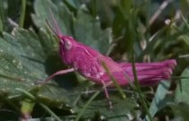 Fotógrafo amador encontra gafanhoto rosa raro no jardim de casa