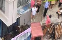 Fazendeiro se muda para cidade e tenta criar gado na varanda de apartamento