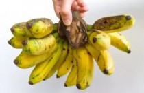Saiba como a banana favorita do mundo acabou extinta