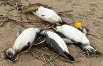 Milhares de pinguins aparecem mortos misteriosamente na América do Sul