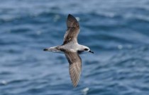 Mar de Plástico: O Mediterrâneo é a região com maior risco para aves marinhas ameaçadas