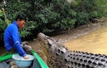 Pescador na Indonésia mantém amizade com crocodilo gigante por 26 anos