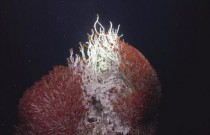 Submundo oculto cheio de criaturas nunca vistas descobertas nas profundezas do oceano