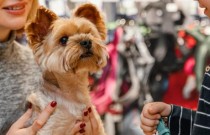São Paulo proíbe venda de animais em Pet Shops e sites