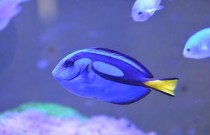Descubra 10 animais azuis surpreendentes!