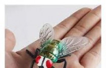 Médico revela os perigos muito incômodos das moscas