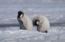 Colônias de reprodução de pinguins falham catastroficamente à medida que o gelo desaparece