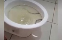 Mulher encontra cobra vivendo há dois dias em vaso sanitário